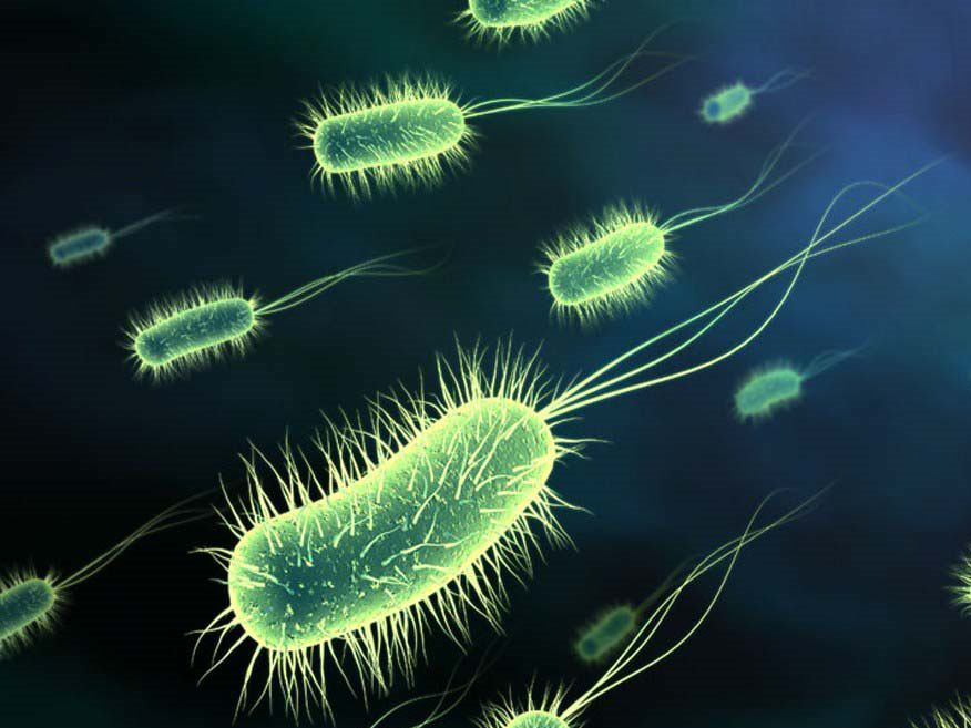 bacteria
