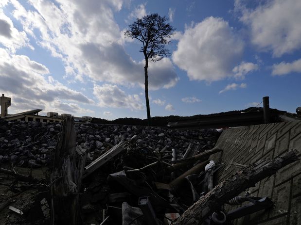 Pinheiro do Milagre Tsunami Japão Pinheiro do Milagre Tsunami Japão